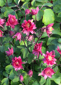 Aquilegia vulgaris Clementin Red'